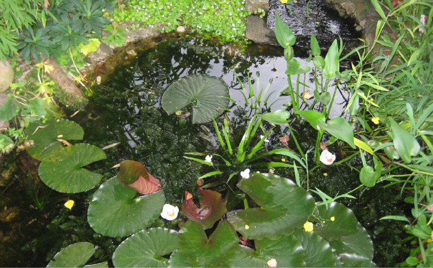 Ländlicher Garten
